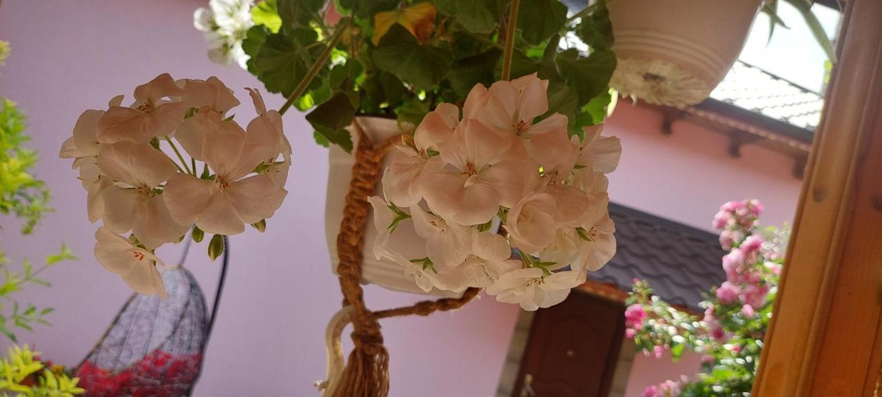 Pensiunea Happy Flowers *
