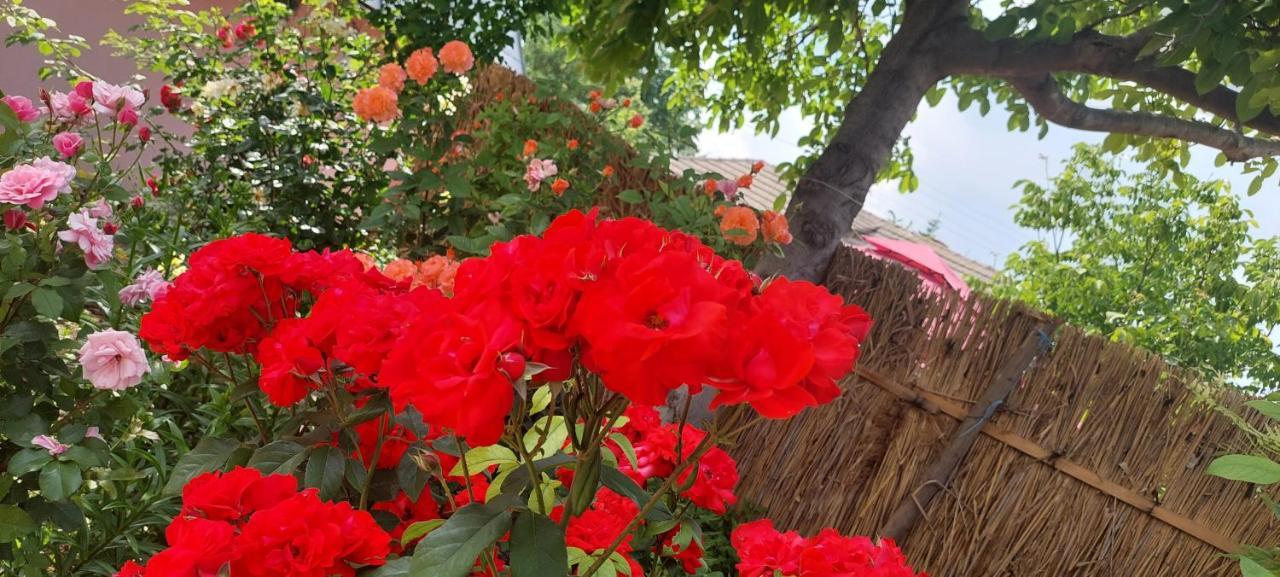 Pensiunea Happy Flowers *