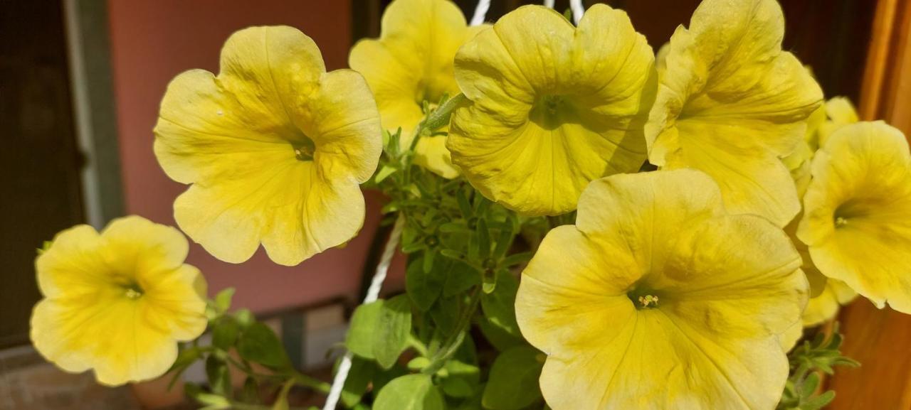 Pensiunea Happy Flowers 招待所