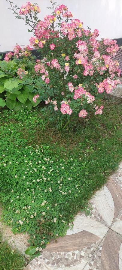 招待所 Pensiunea Happy Flowers