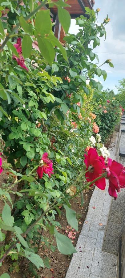 招待所 Pensiunea Happy Flowers Greci