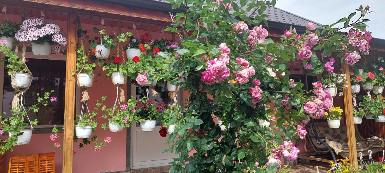 招待所 Pensiunea Happy Flowers *